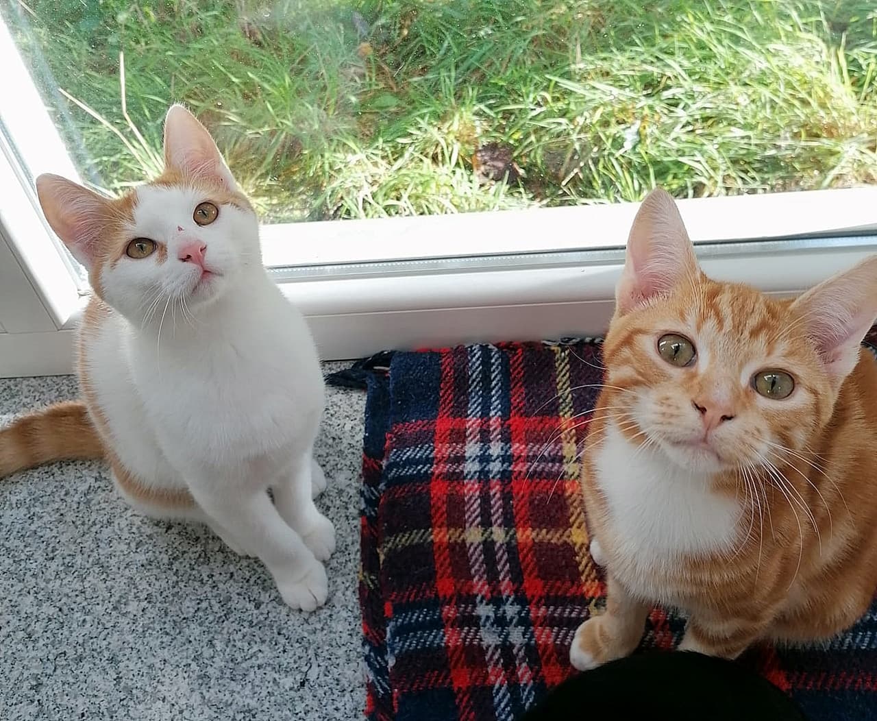 Foto von Patty und Pine