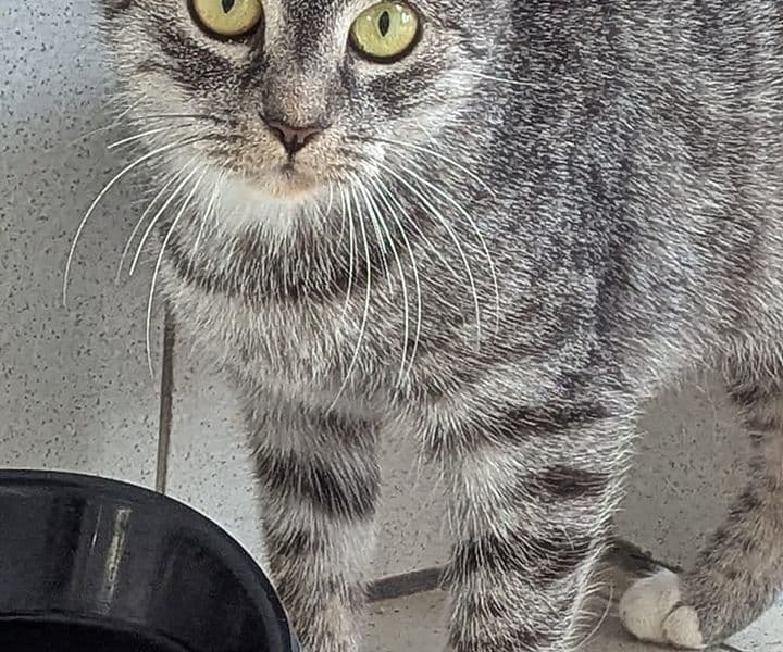 Foto von verspielte liebenswerte Paula (mit Video)