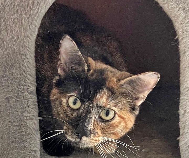 Foto von wunderschöne Schildpattkatze Peggy (gemeinsam mit Flocke)