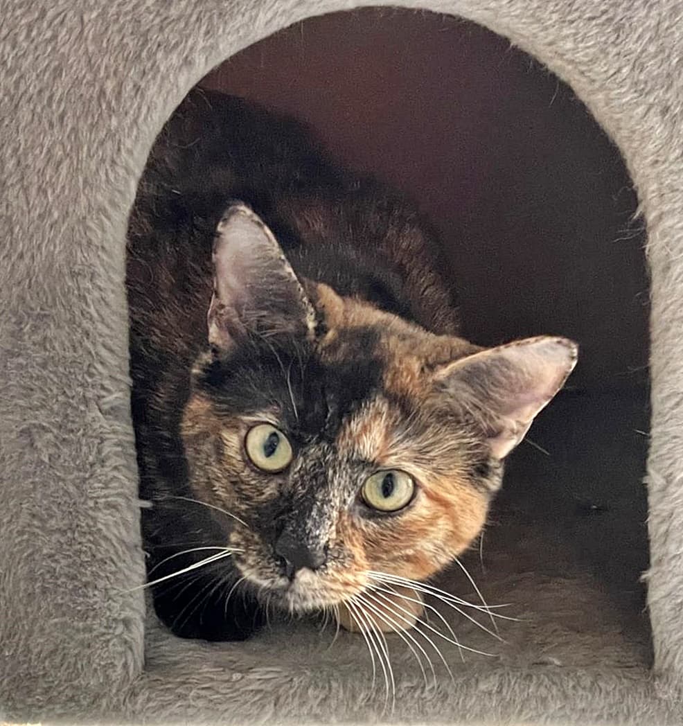 Foto von wunderschöne Schildpattkatze Peggy (gemeinsam mit Flocke)