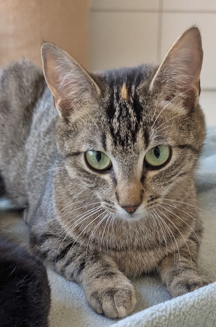 Foto von junges Tigermädchen Penny