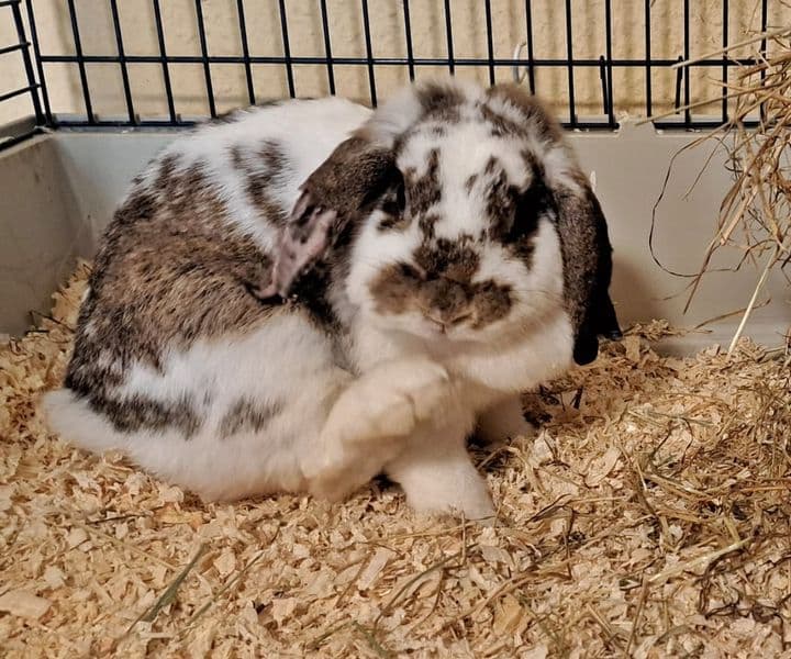 Foto von Penny, unser Mobbingopfer