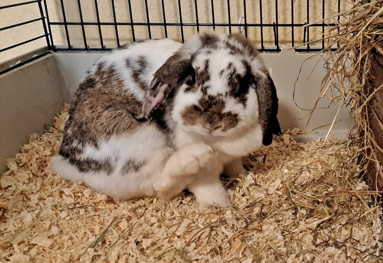 Foto von Penny, unser Mobbingopfer