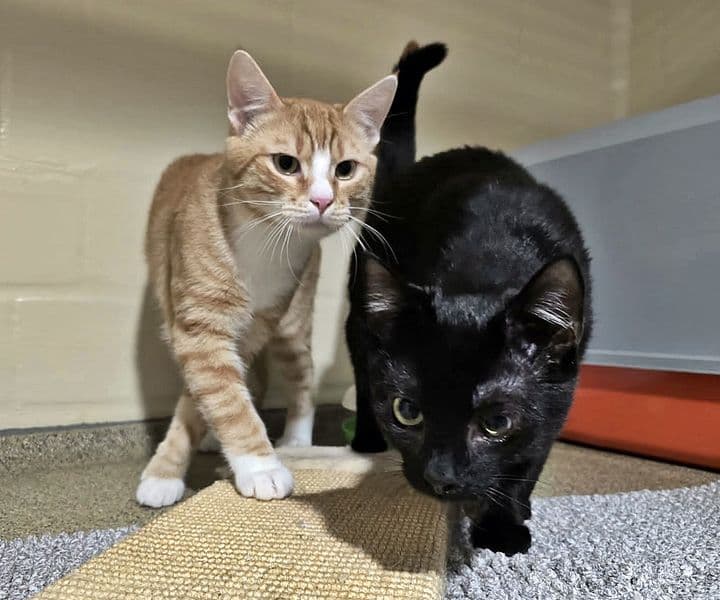 Foto von Peter und Kai, zwei unzertrennliche Kumpel