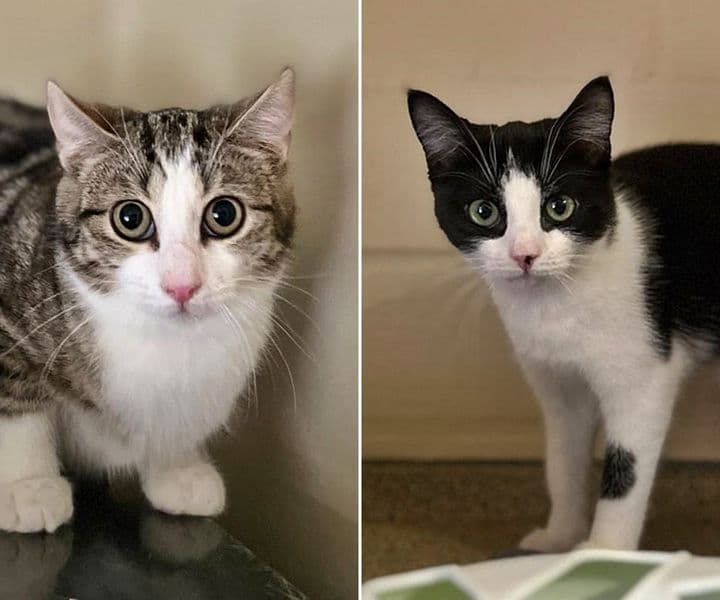 Foto von Petra und Ninja mögen sich