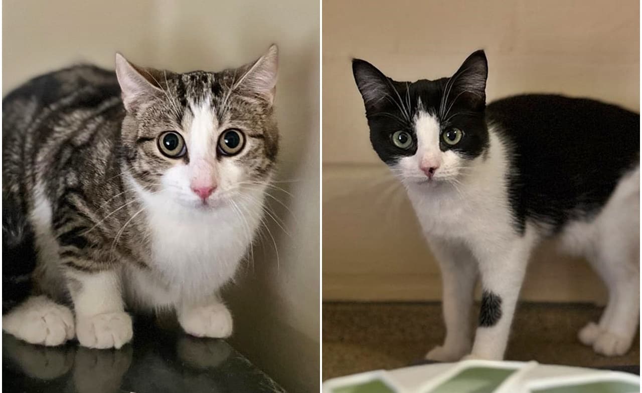 Foto von Petra und Ninja mögen sich