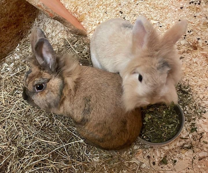 Foto von Pfötchen und Pünktchen möchten gemeinsam umziehen