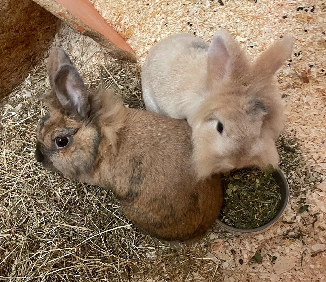 Foto von Pfötchen und Pünktchen möchten gemeinsam umziehen