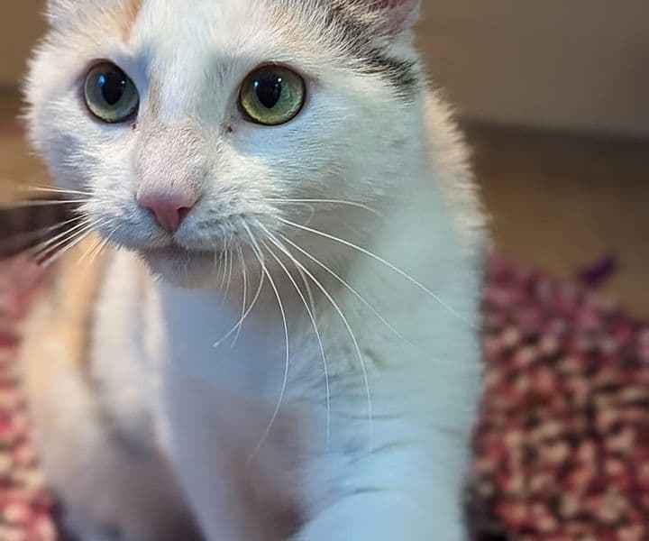 Foto von Verschmustes Tricolor-Mädchen Phoebe