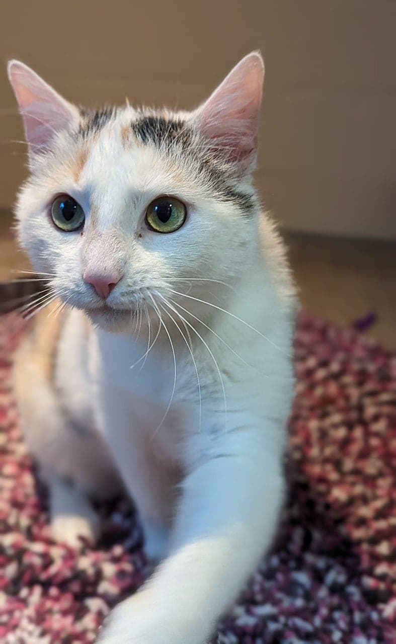 Foto von Verschmustes Tricolor-Mädchen Phoebe