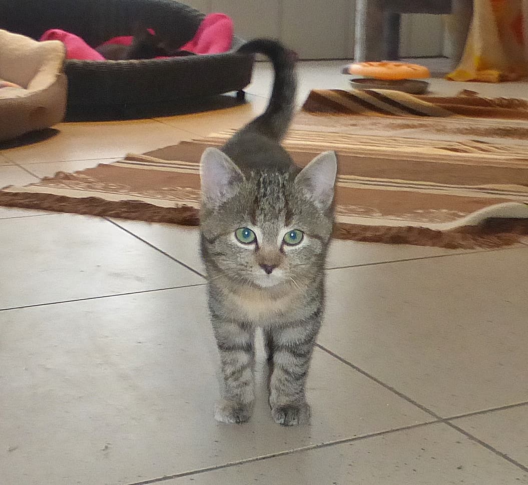 Foto von kleine Piep, Schwester von Schnurz u. Egal