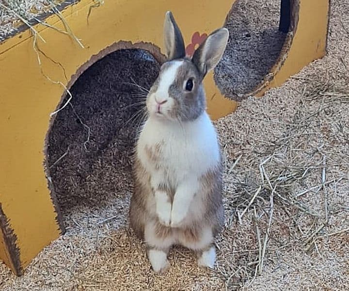 Foto von Mayas Tochter Pimpel