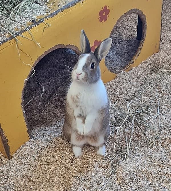 Foto von Mayas Tochter Pimpel
