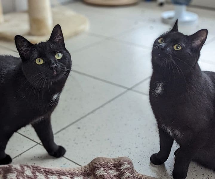 Foto von unsere verspielten Schwestern Ping und Peng (feline Coronavirus-Trägerinnen)