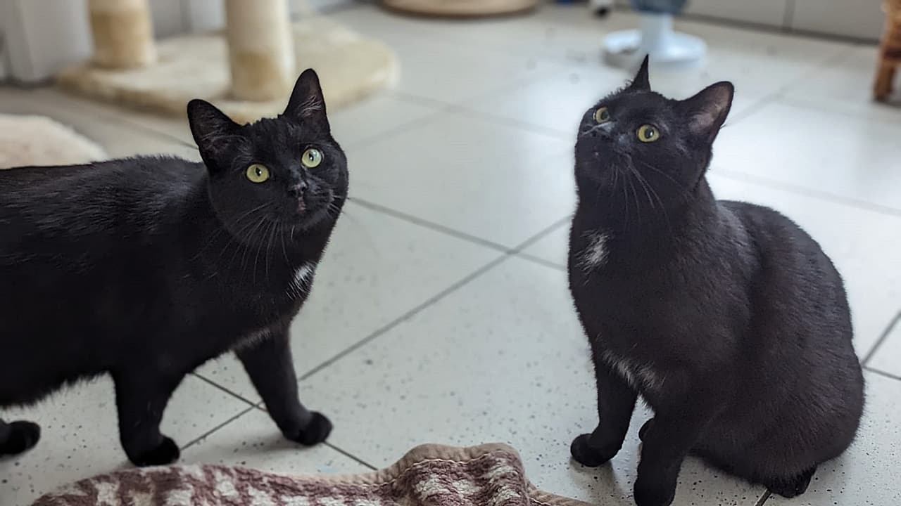 Foto von unsere verspielten Schwestern Ping und Peng (feline Coronavirus-Trägerinnen)