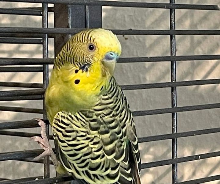 Foto von Pippin, der farbenfrohe Welli