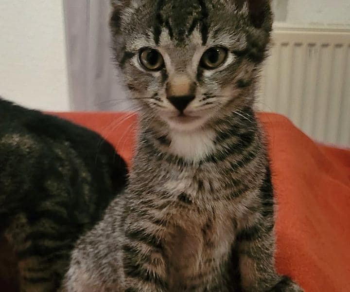 Foto von Pitti, Nalas zutraulicher Sohn