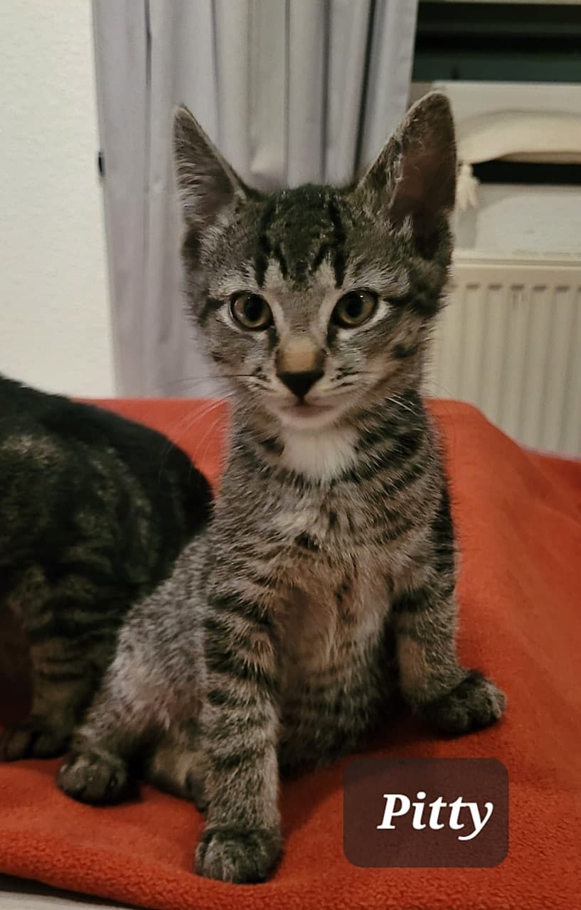 Foto von Pitti, Nalas zutraulicher Sohn