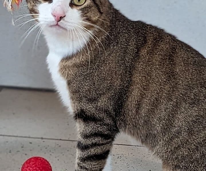 Foto von Pointer benötigt Zeit, um anzukommen
