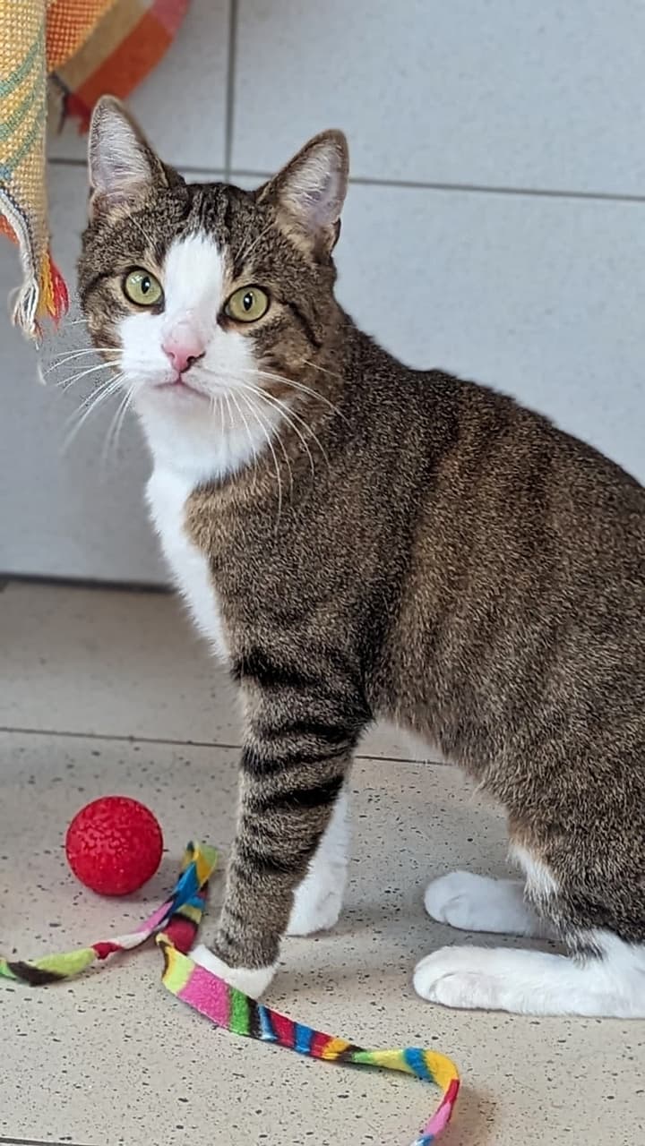 Foto von Pointer benötigt Zeit, um anzukommen