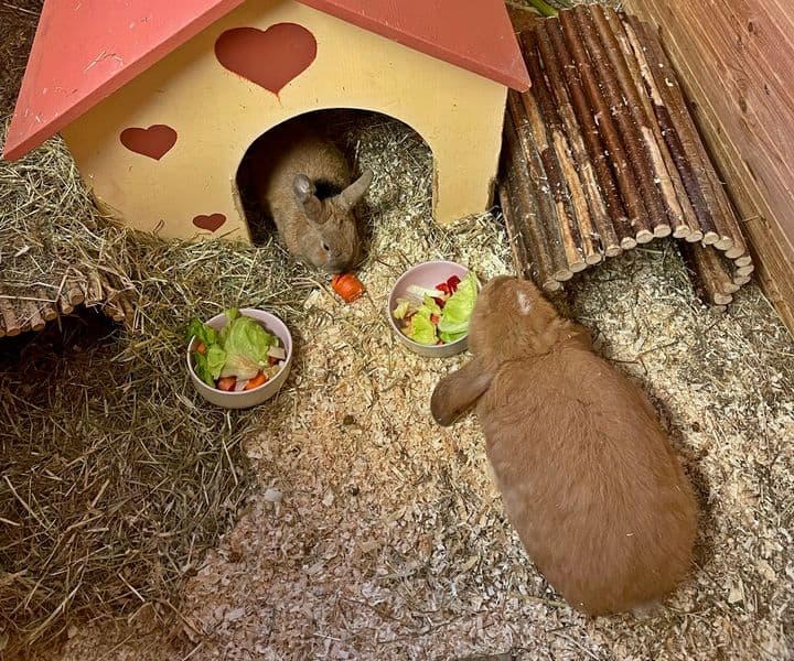 Foto von Polly und Linus, unsere Sonnenscheinchen