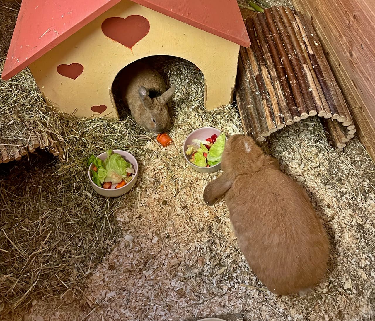 Foto von Polly und Linus, unsere Sonnenscheinchen
