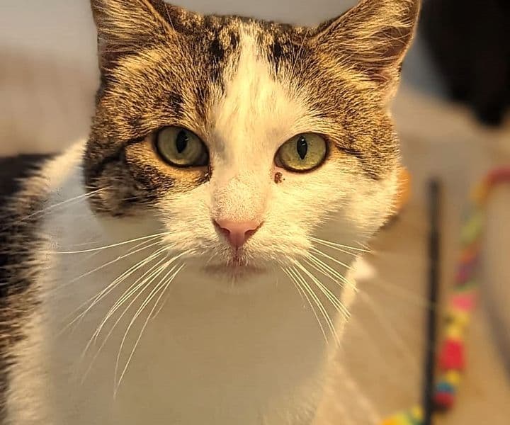 Foto von Priscilla ist es im Tierheim zu voll