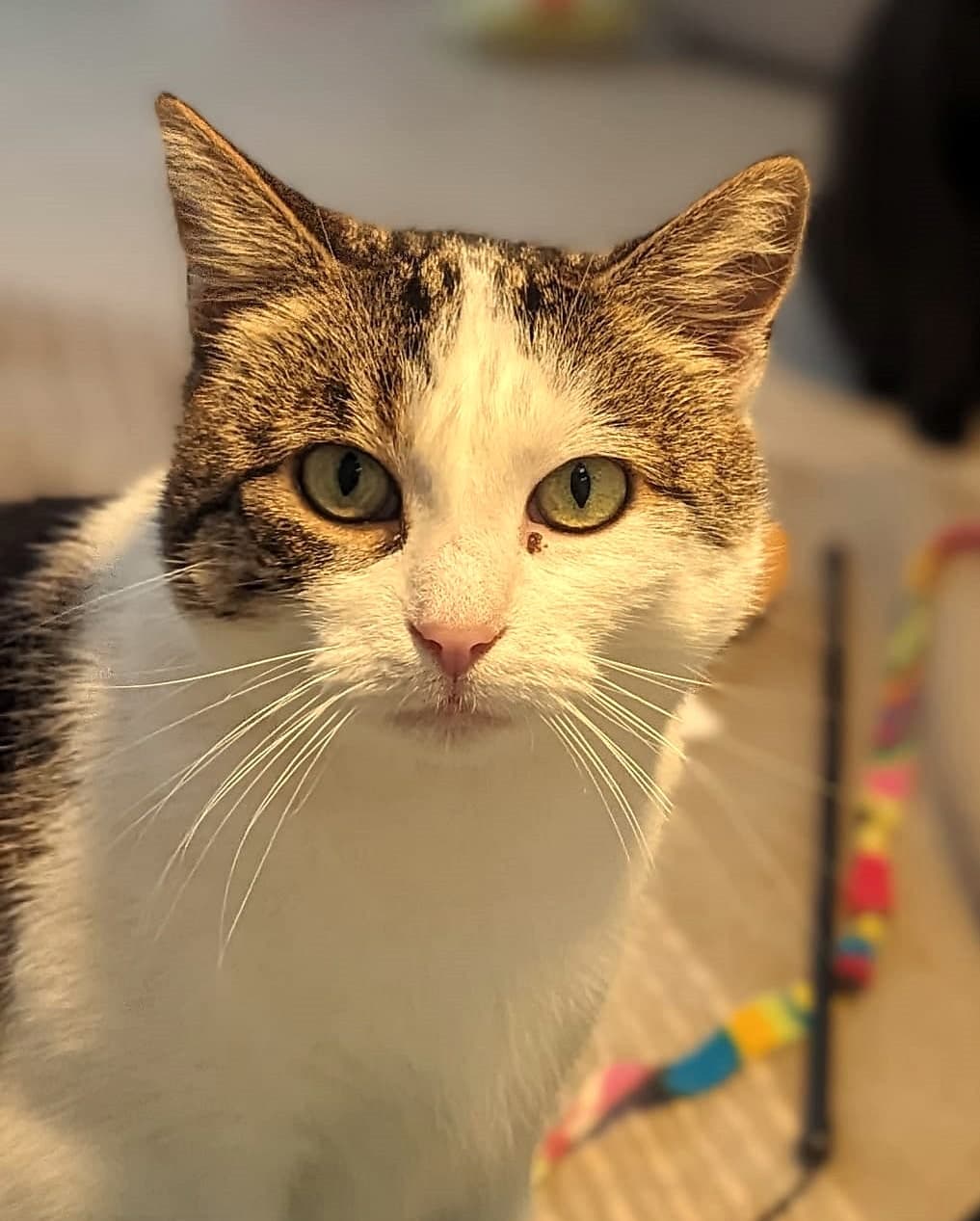 Foto von Priscilla ist es im Tierheim zu voll