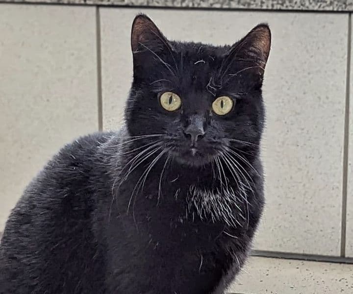 Foto von "Black Beauty" Prue (feline Coronavirus Trägerin) (mit Video)