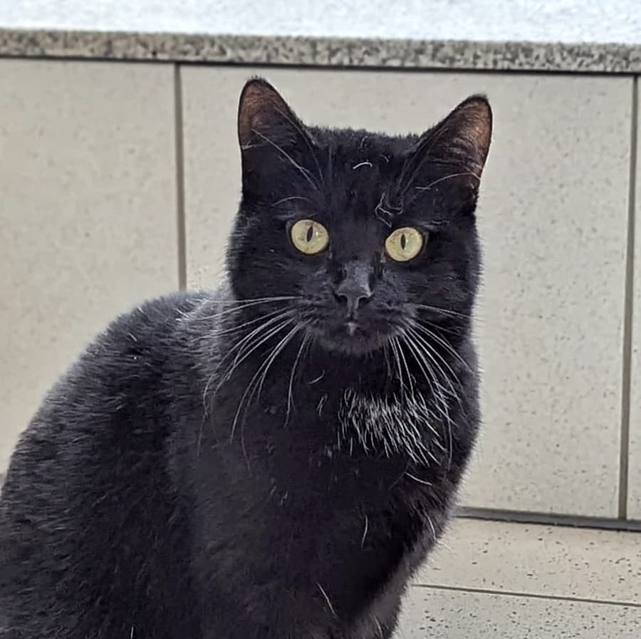Foto von "Black Beauty" Prue (feline Coronavirus Trägerin) (mit Video)