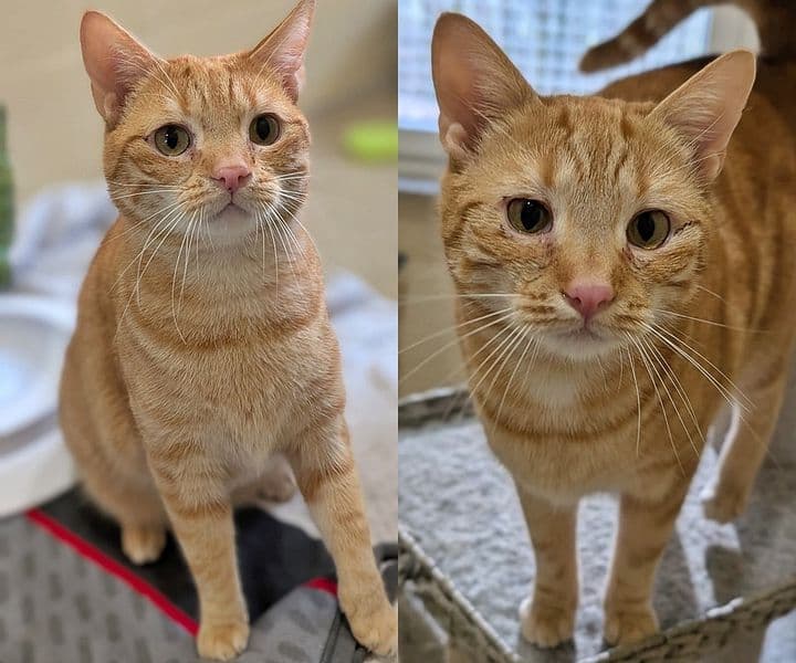Foto von Puki und Devil, tolles Gespann (feline Coronavirus-Träger)
