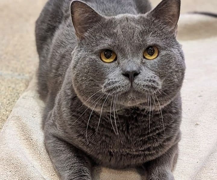 Foto von stattlicher Pumba