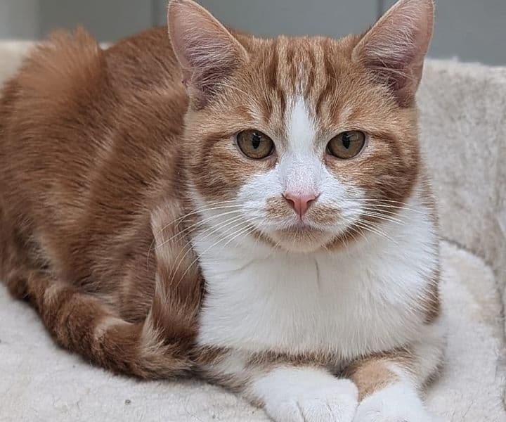 Foto von vorsichtiger Pumuckl