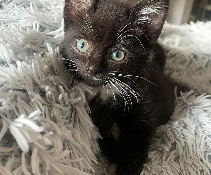Foto von Schnurrita und Purrito