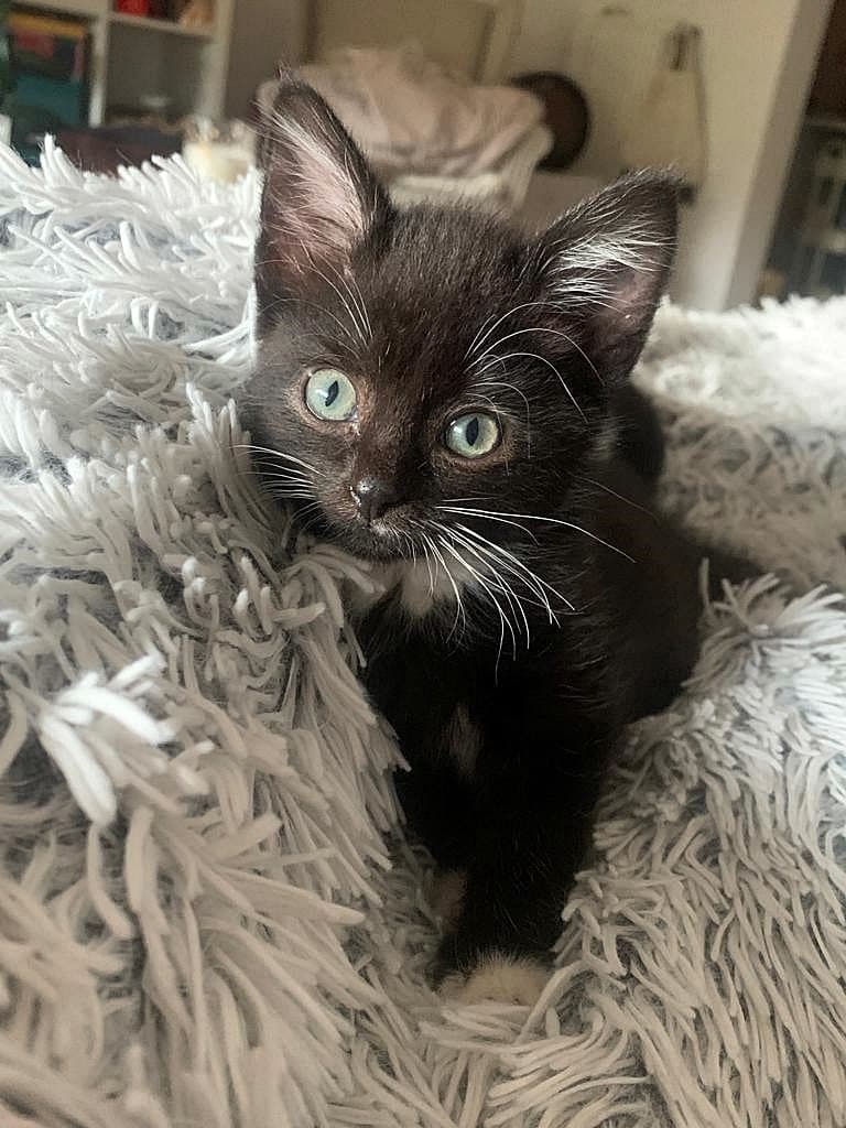 Foto von Schnurrita und Purrito