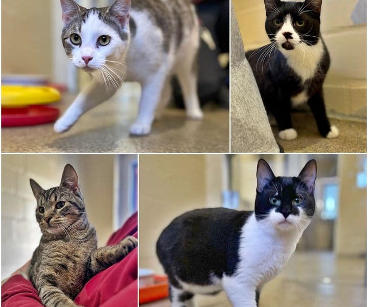 Foto von Raffaela, Claude, Monet und Rembrandt (Claude und Monet sind vermittelt)