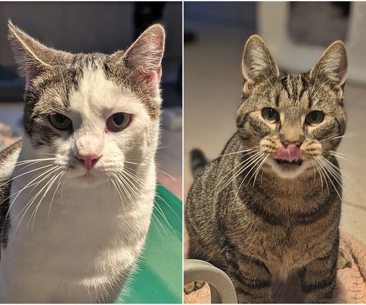 Foto von Raffaela und Rembrandt sind ein Team