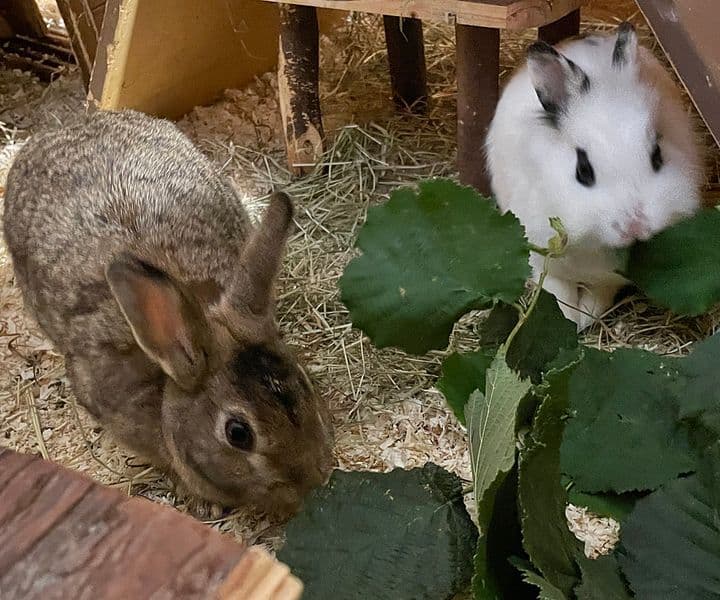 Foto von Ramona und / oder Olivia
