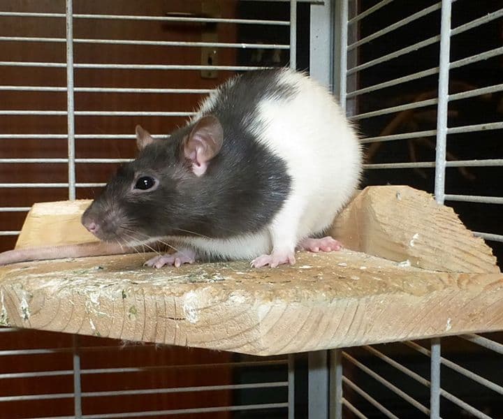 Foto von einsamer Rattenjunge Ratatouille