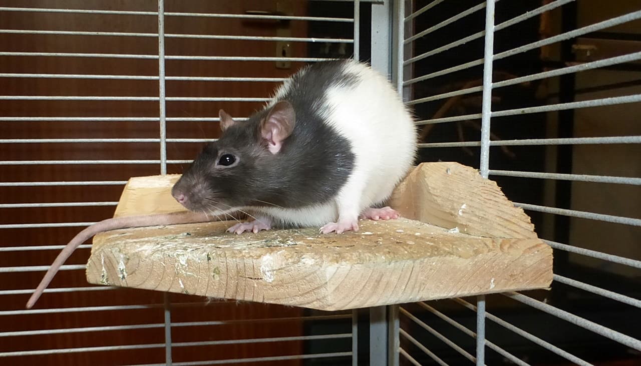 Foto von einsamer Rattenjunge Ratatouille