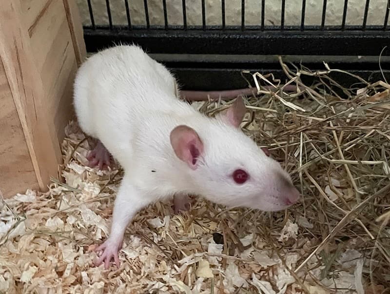 Besitzer von Ratten gesucht