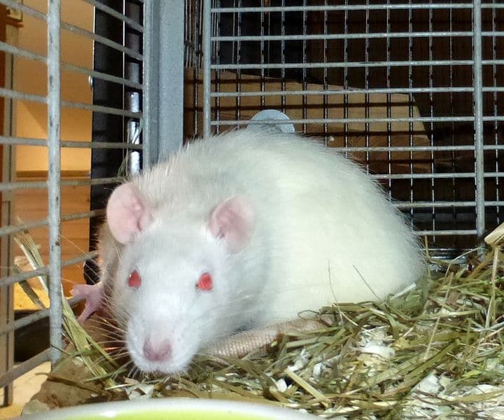Foto von kleine Rattenbrüder Eren und Levi