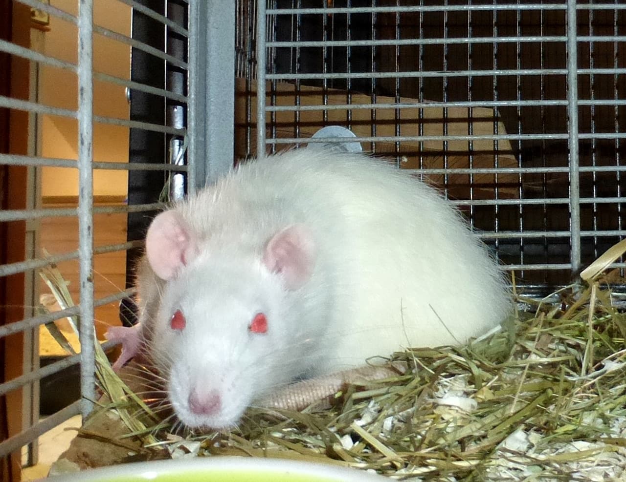Foto von kleine Rattenbrüder Eren und Levi