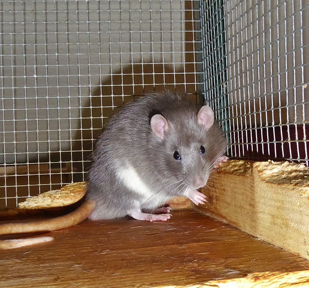 Foto von Max und Moritz