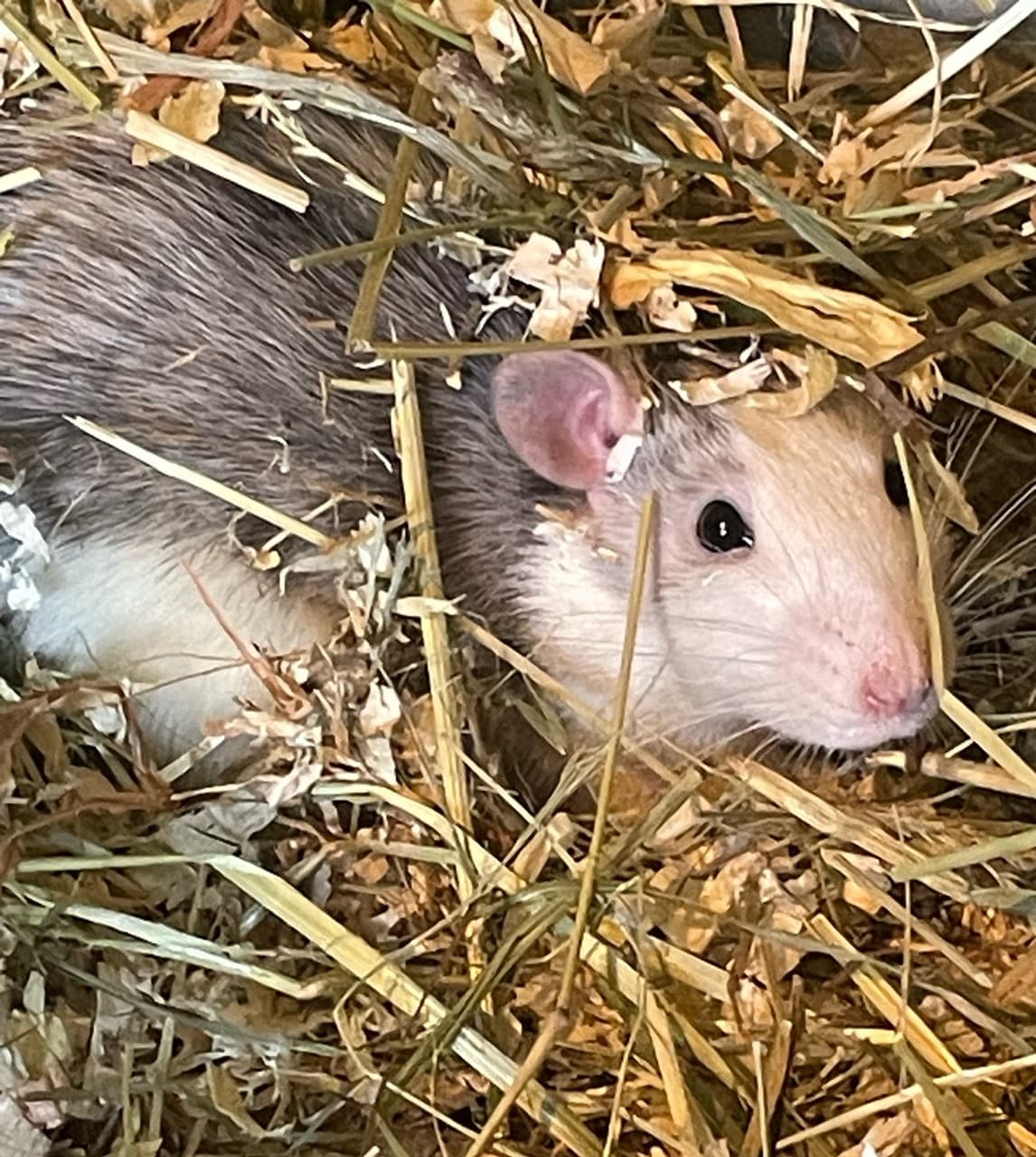 Foto von Bubble und Gum suchen ein gemeinsames Zuhause
