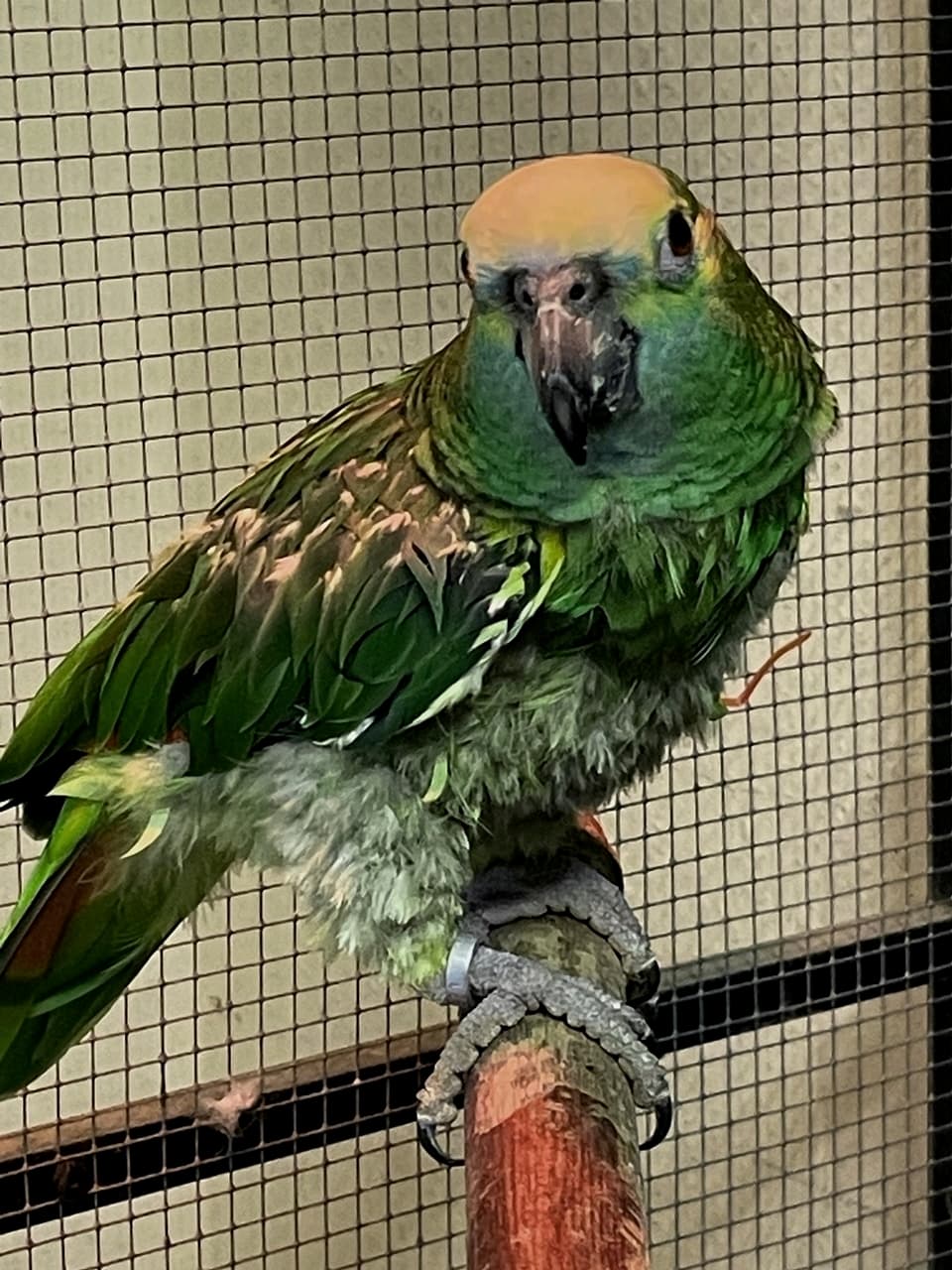 Foto von Amazone Rocky in Not
