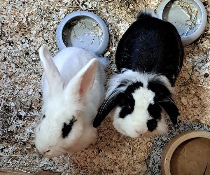 Foto von Tolles Paar Arya und Roelf