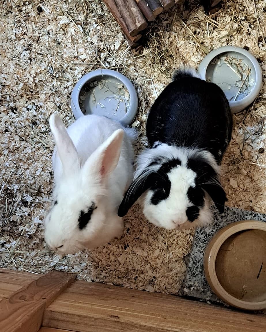 Foto von Tolles Paar Arya und Roelf