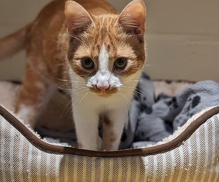 Foto von niedliche "Rarität" Romy