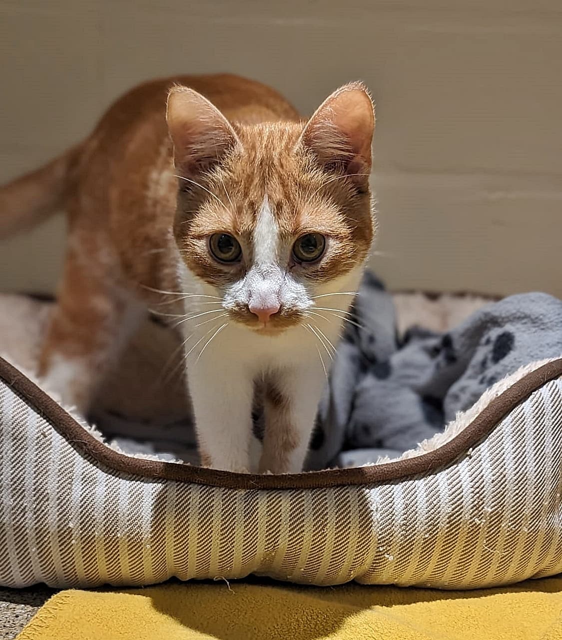 Foto von niedliche "Rarität" Romy